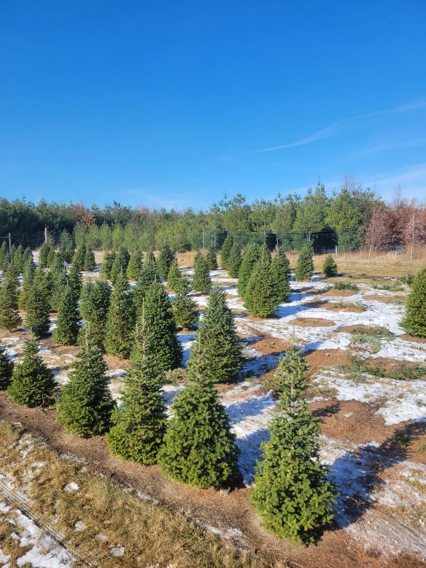 Visitors at the B&J Evergreen Princeton farm