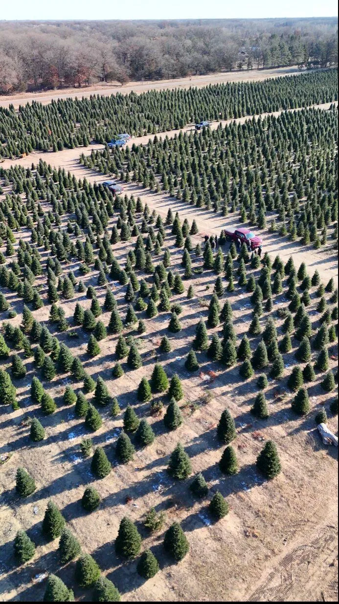 Aerial view straight down onto rows of evergreens at the Clear Lake farm