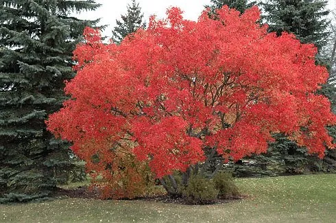 A mature Amur Flame Maple (Clump) growing in Minnesota