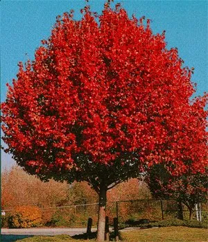 A mature Autumn Blaze Maple growing in Minnesota