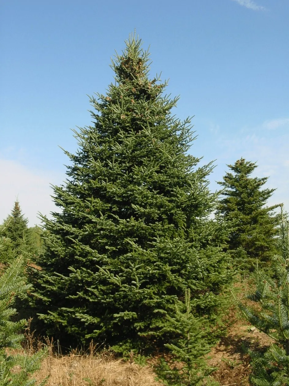 Balsam Fir growing at a B&J Evergreen farm