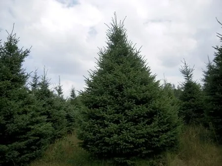 A mature Black Hills Spruce growing in Minnesota
