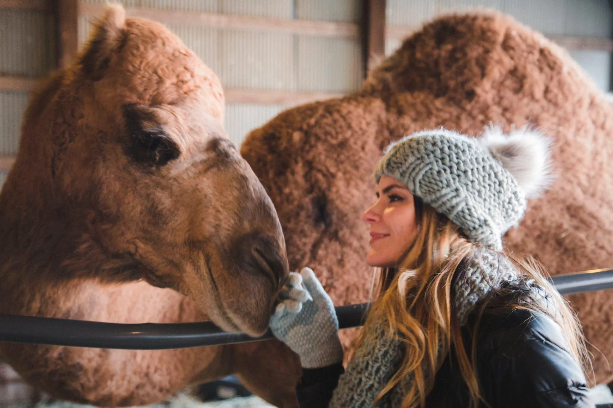 Visitors taking selfies with Clark the camel at the farm