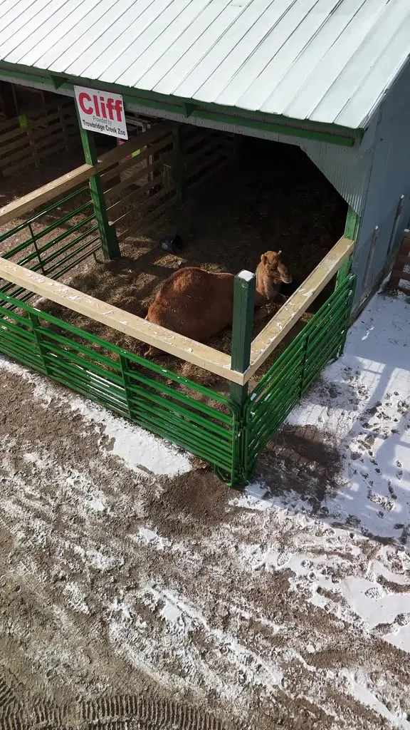 Aerial view of Clark the camel standing in his green-fenced shelter with a light dusting of snow around it