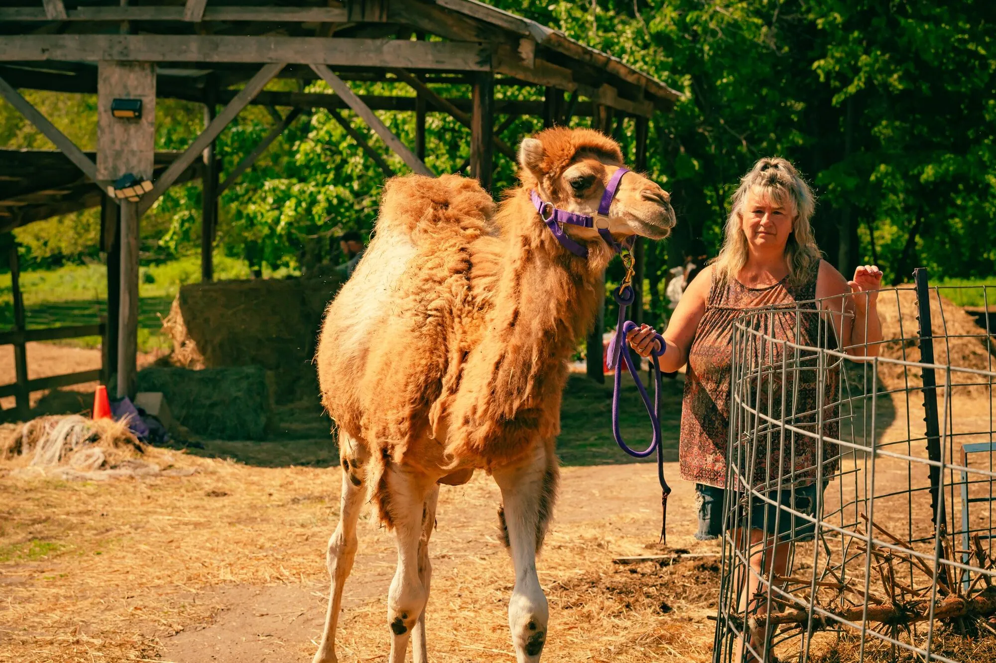 Clark the camel standing beside Jo, who is holding his lead rope and smiling, in the shelter yard