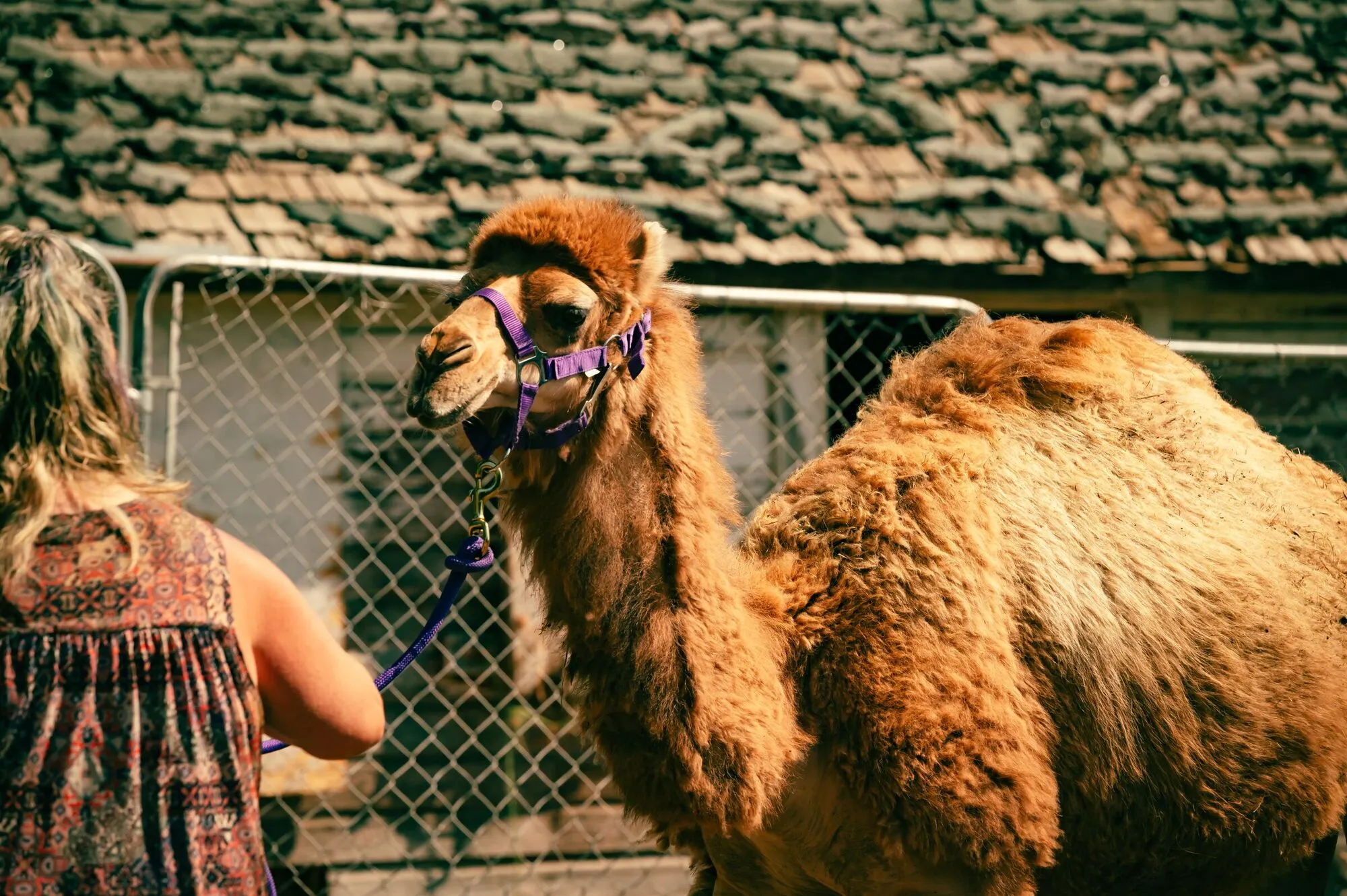 Clark the camel standing in the sun beside a wooden shelter, purple halter on, looking straight at the camera