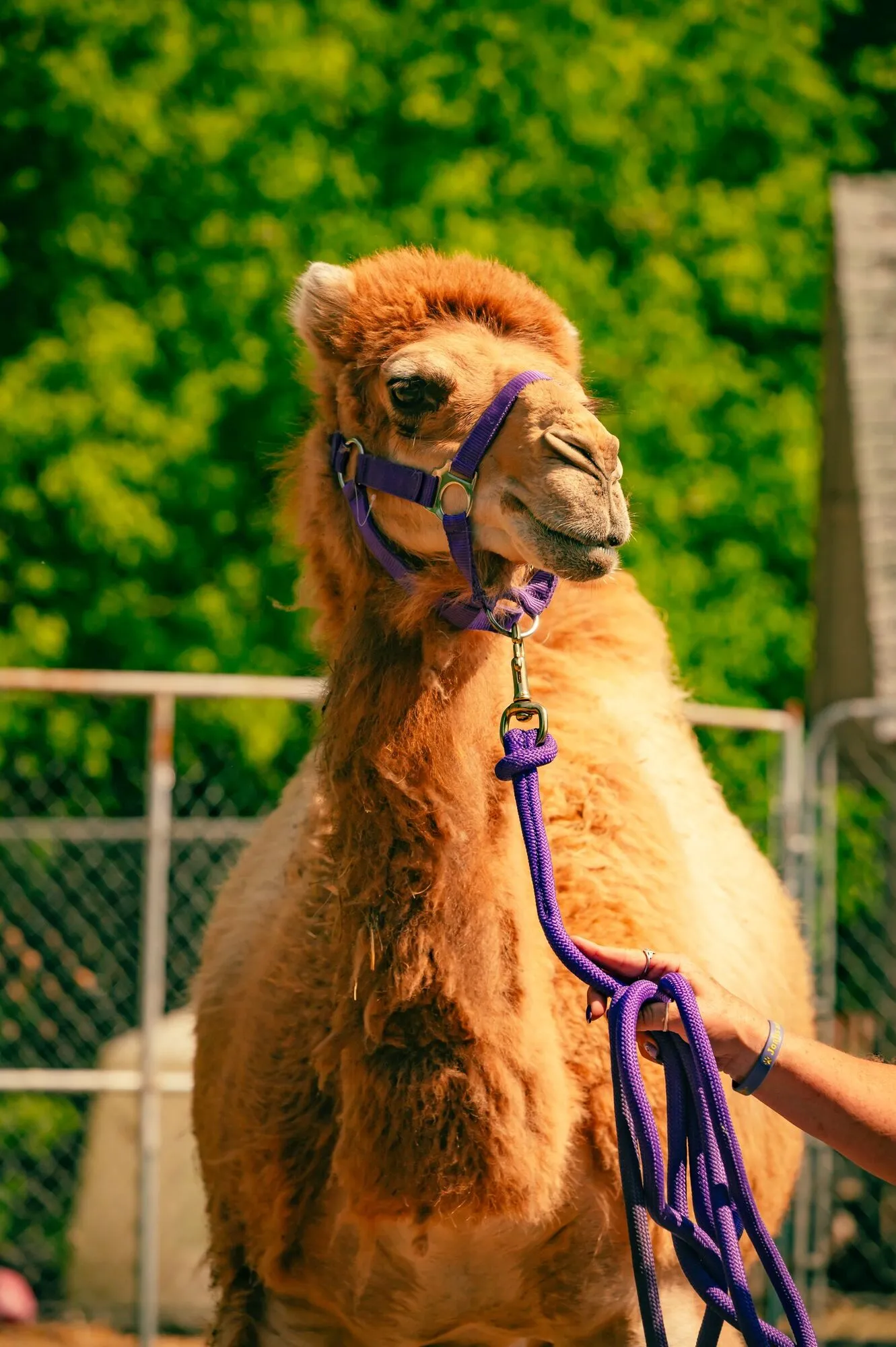 Head-and-shoulders portrait of Clark the camel in a purple halter, ears forward, against green trees