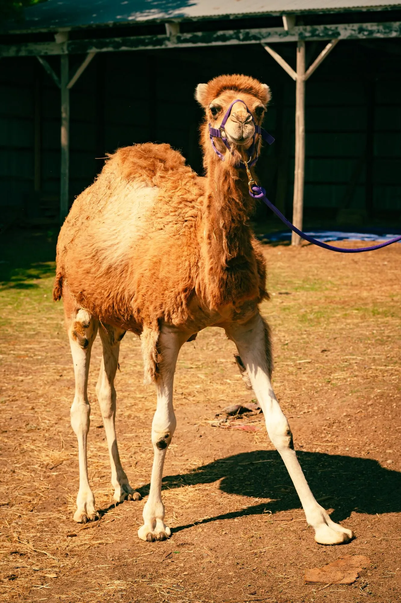 Clark the camel walking toward the camera across a sunlit dirt yard, wooden barn behind him