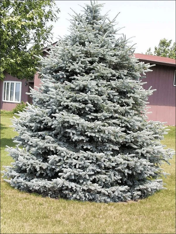 Blue Spruce growing at a B&J Evergreen farm