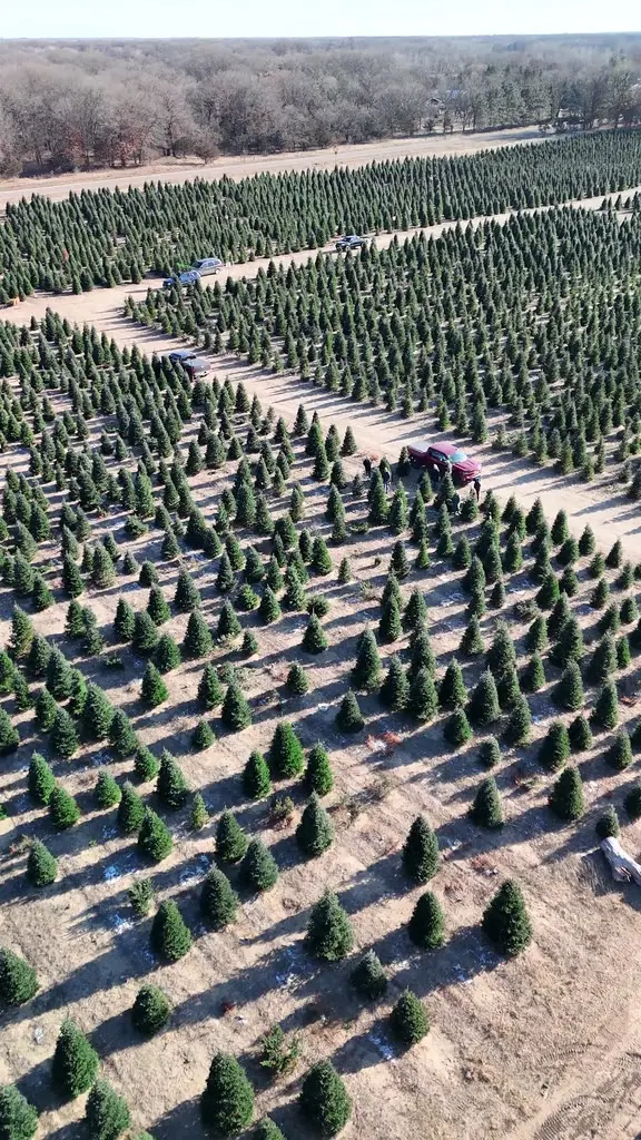 Aerial view of a couple lifting their cut Christmas tree into the bed of a red pickup, surrounded by dense rows of sheared evergreens dusted with snow