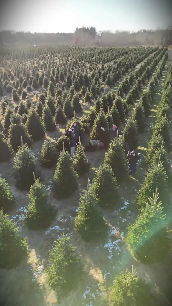 Aerial view of a family standing among the Christmas trees and waving up at the camera
