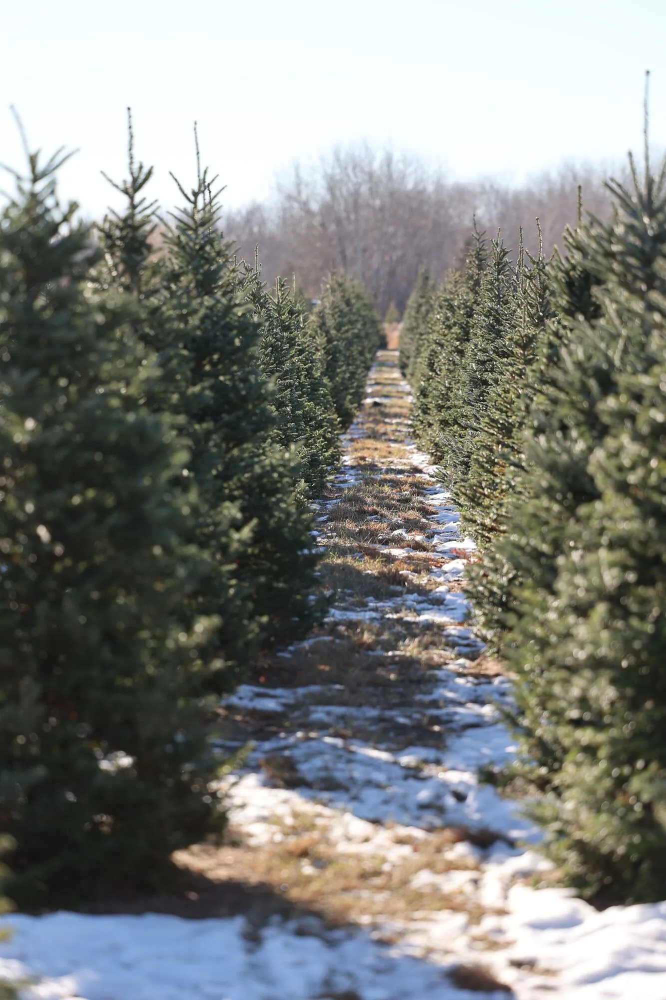 Rows of Christmas trees at a B&J Evergreen farm in central Minnesota