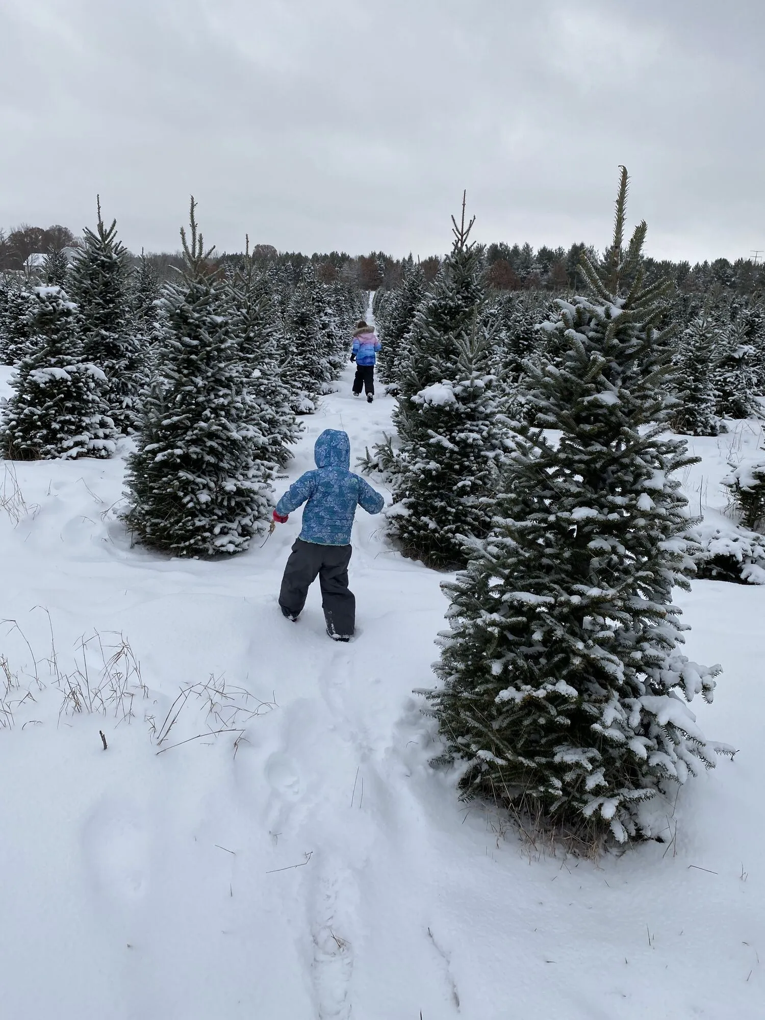 Two children in winter coats walking through snow-covered rows of Christmas trees on the farm