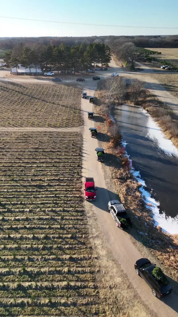 Aerial flight over rows of evergreens along a farm road, ending above a line of cars with trees on their roofs