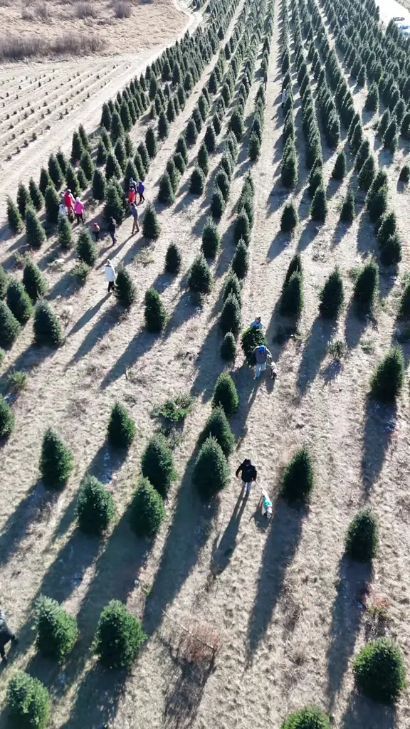 Aerial flight from the tree rows across to the parking area where cut trees are shaken and baled