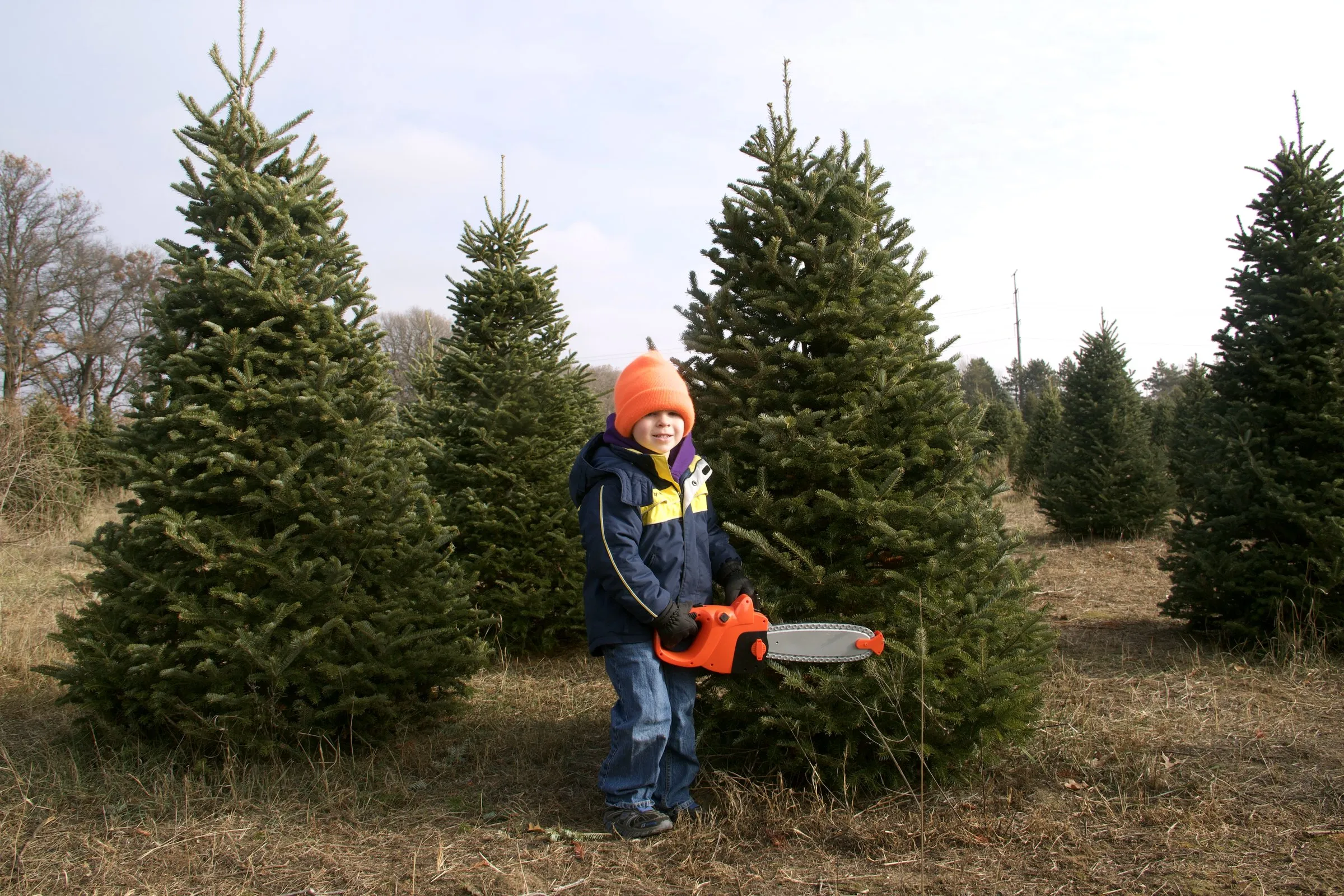 A boy in an orange hat holding a saw between full, shoulder-high firs in the rows