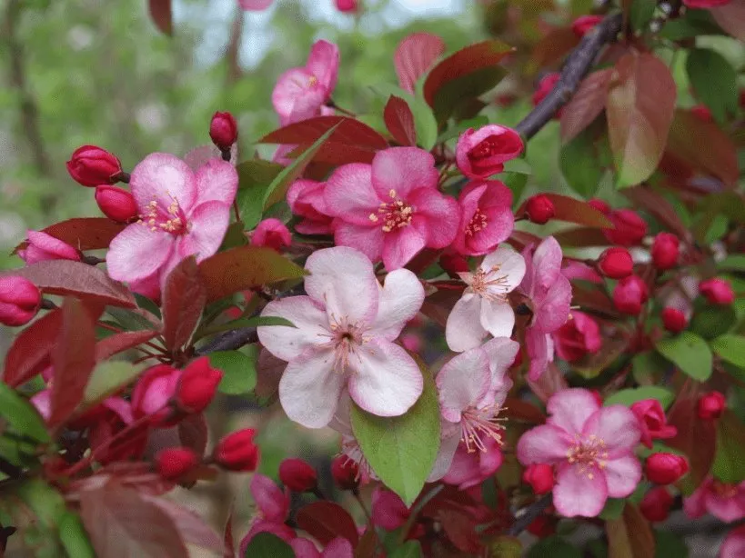 A mature Flowering Crabapple growing in Minnesota