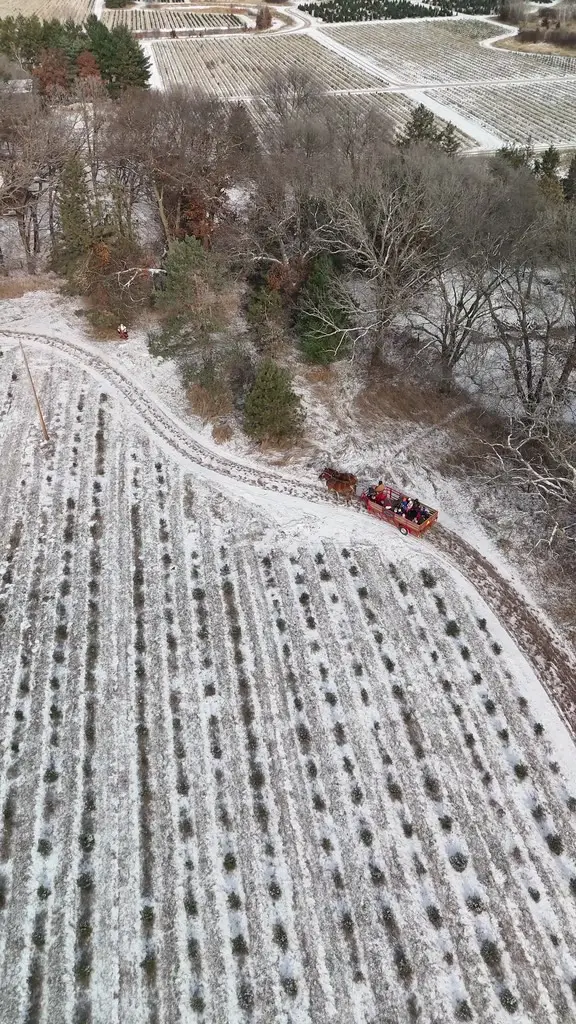 Aerial view of a horse-drawn wagon rolling along a snow-covered lane between rows of Christmas trees