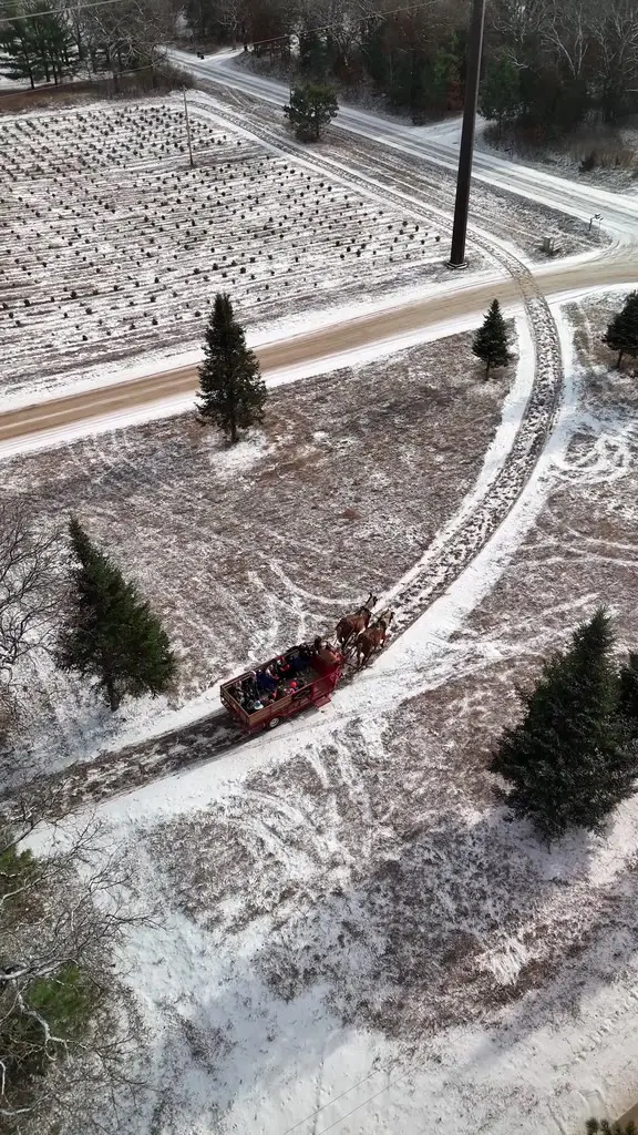 Wide aerial view of a horse-drawn wagon crossing snow-dusted tree fields at the farm
