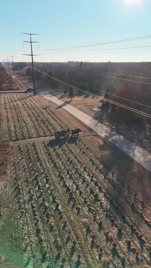 Backlit aerial view of a horse-drawn wagon moving through snowy rows of young trees under a low winter sun
