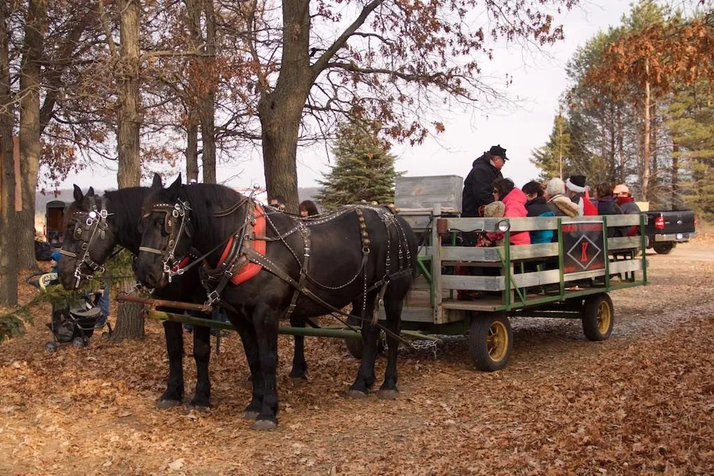 Visitors at the B&J Evergreen Clear Lake farm