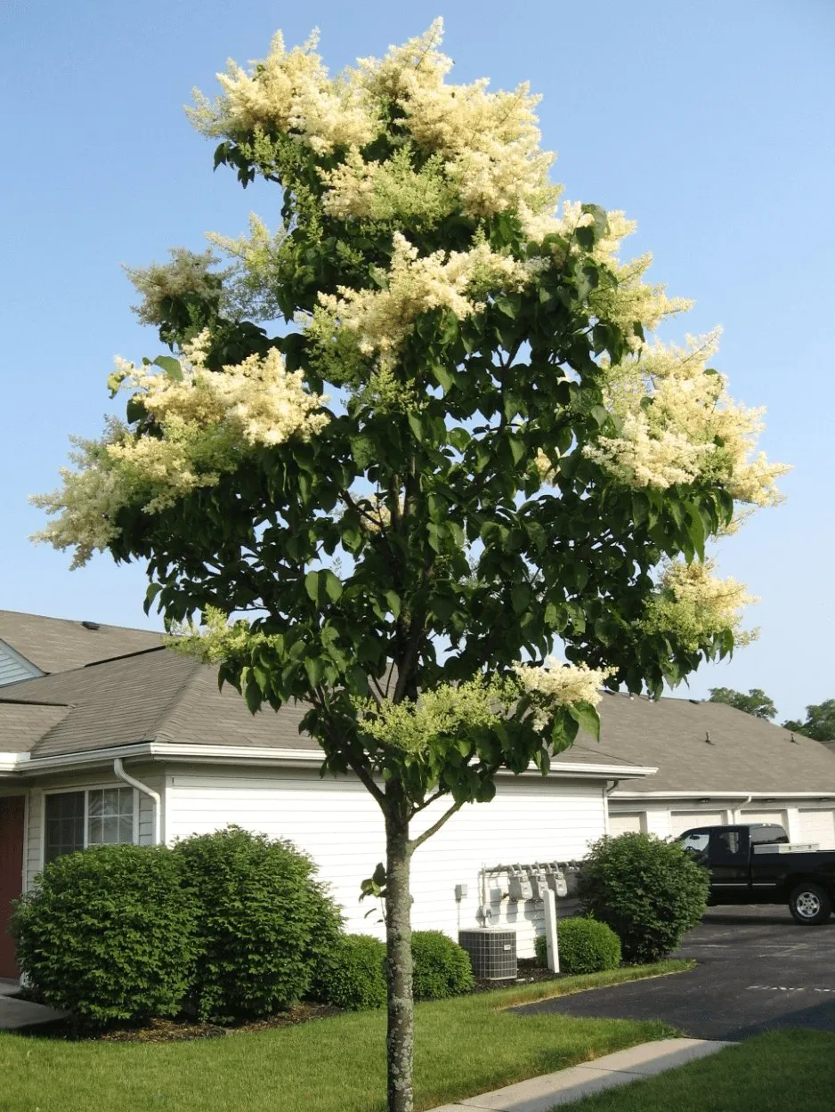 A mature Japanese Lilac growing in Minnesota