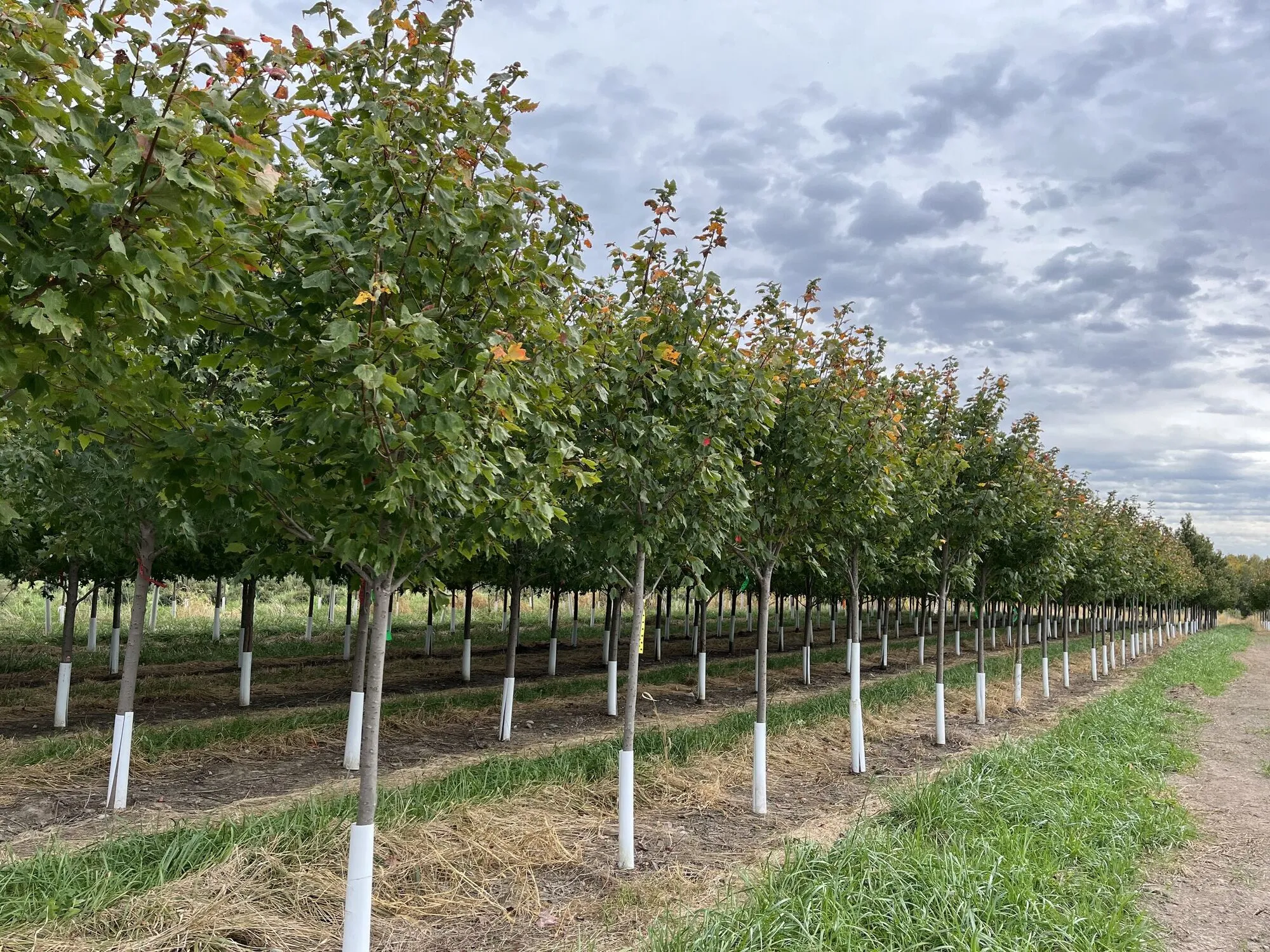 Rows of young shade trees with white trunk guards, staked and mulched, in the Clear Lake landscape nursery
