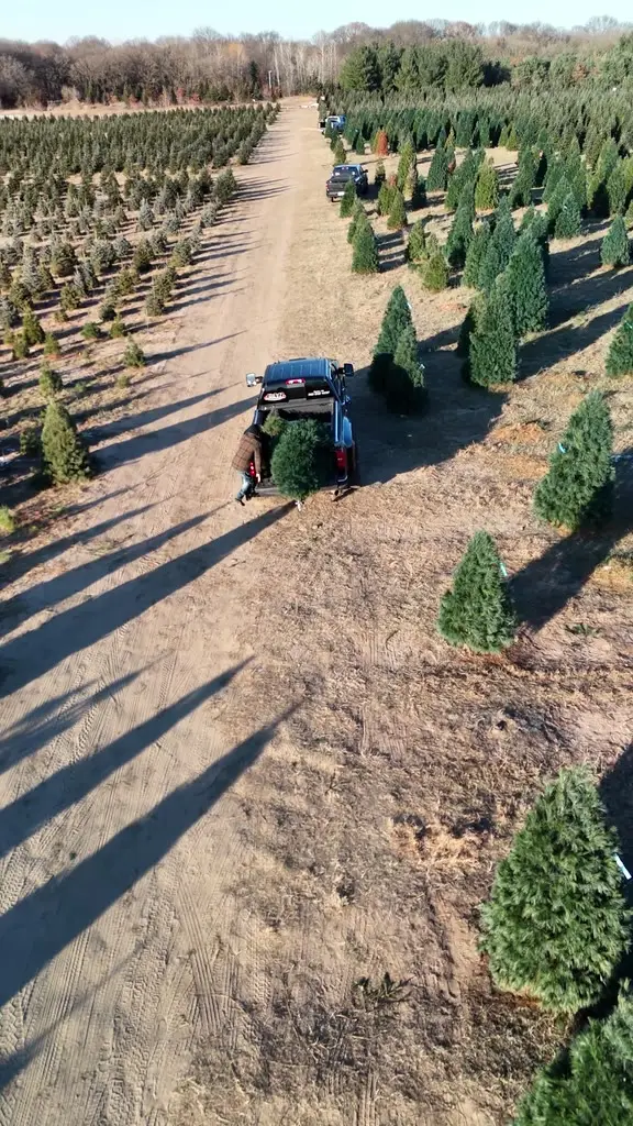Aerial orbit of a man loading a baled Christmas tree into a pickup truck parked in the rows