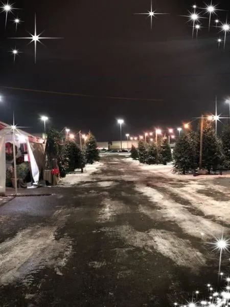 String lights glowing over the tree lot after dark