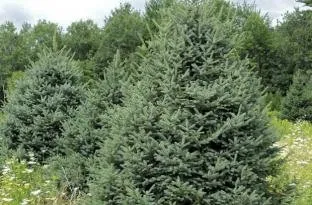 Meyer Spruce growing at a B&J Evergreen farm