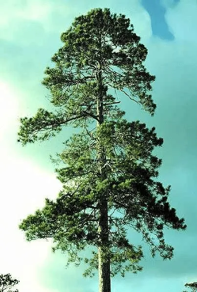 A mature Norway (Red) Pine growing in Minnesota