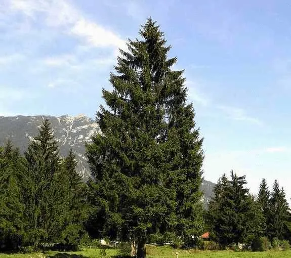 A mature Norway Spruce growing in Minnesota