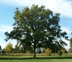 A mature Oaks growing in Minnesota