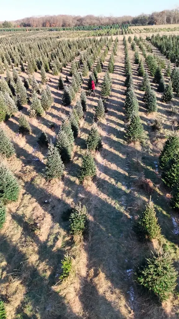 Aerial view of families walking between rows of Christmas trees looking for the right one
