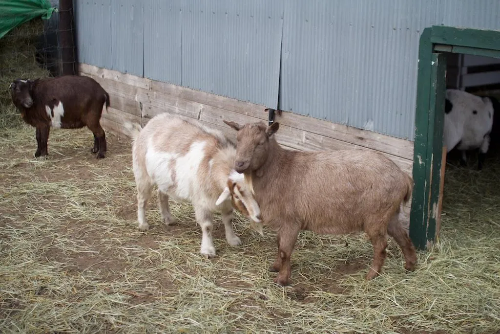 Visitors at the B&J Evergreen Clear Lake farm