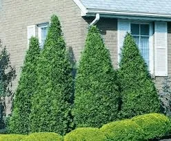 A mature Pyramidal Arborvitae growing in Minnesota