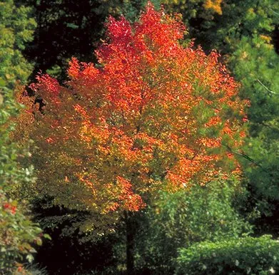 A mature Rubrum's Northwoods Maple growing in Minnesota