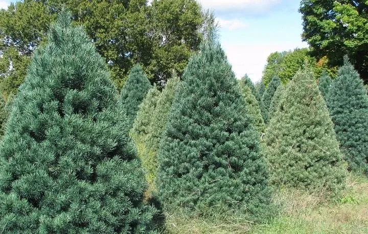 Scotch Pine growing at a B&J Evergreen farm