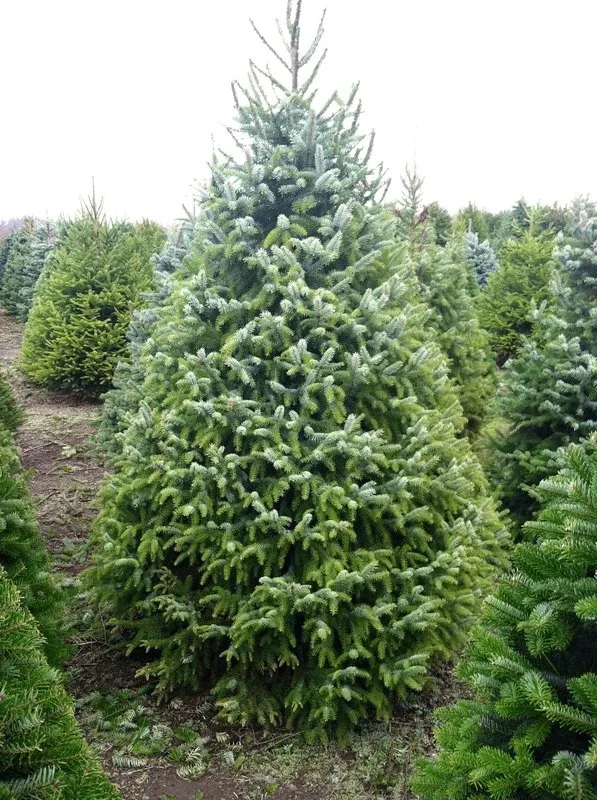 Serbian Spruce growing at a B&J Evergreen farm