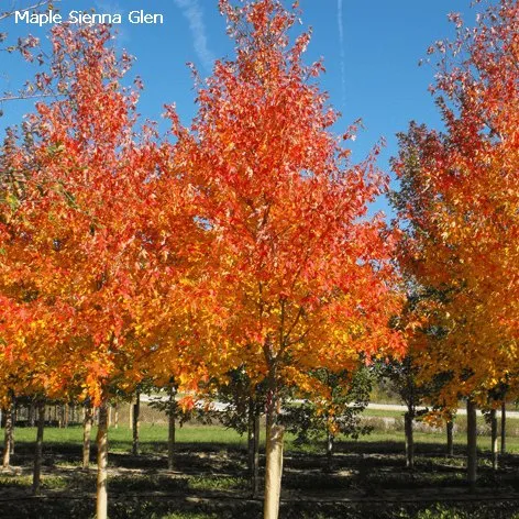 A mature Sienna Glenn Maple growing in Minnesota