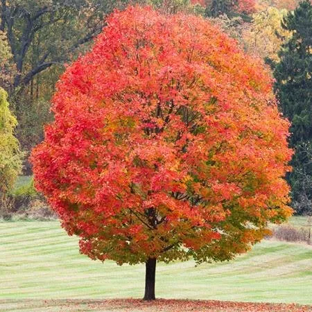 A mature Sugar Maple growing in Minnesota