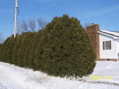 A mature Techny Arborvitae growing in Minnesota