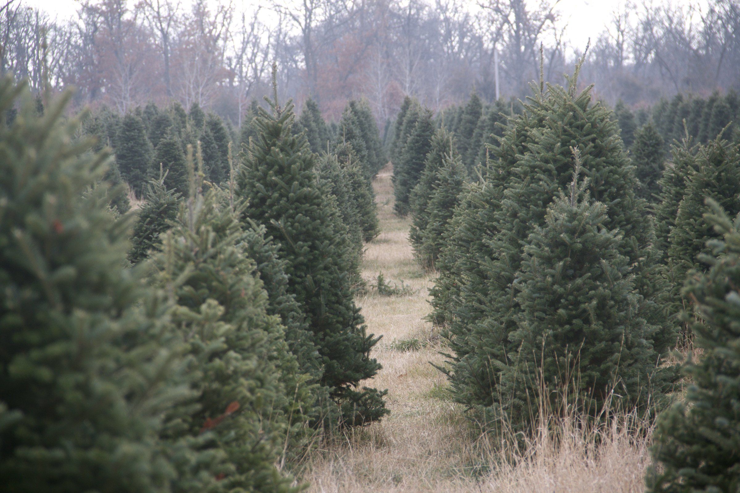 Rows of full, well-shaped Fraser and Balsam fir running back to the treeline at the Clear Lake farm