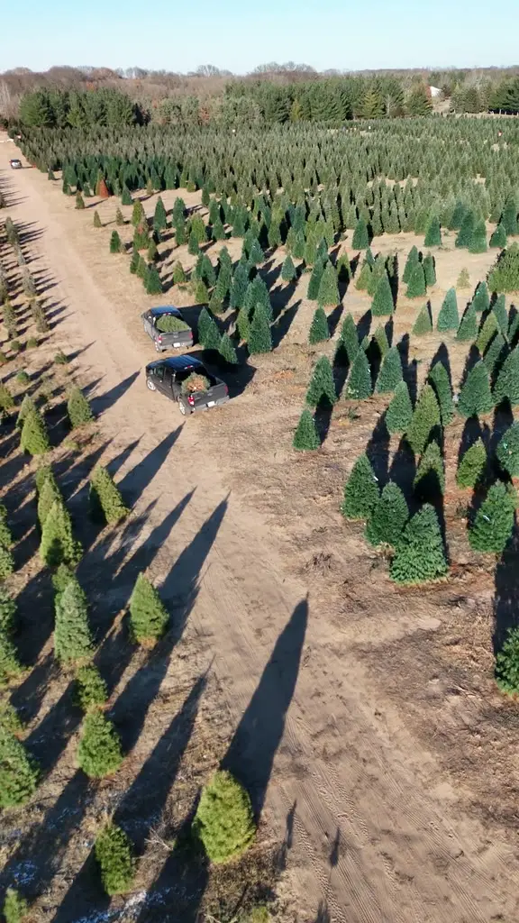 Aerial view of two pickup trucks loaded with baled Christmas trees driving down a lane between rows of evergreens