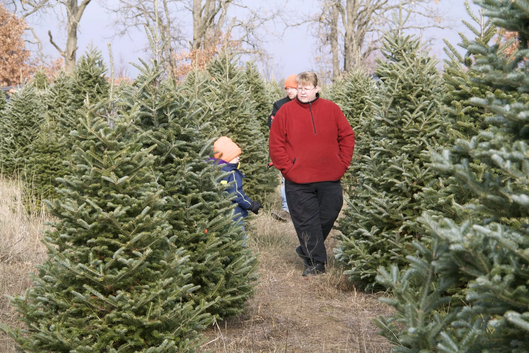 A parent and a small child in an orange hat walking between full firs in the rows at the farm