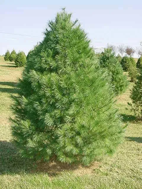 White Pine growing at a B&J Evergreen farm